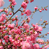シベリア桜