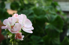 紅色の蕊