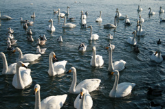 白鳥とその他の湖