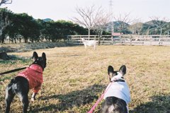 犬とヤギ