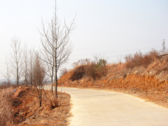 《郊外2011- 醉 影 月 华》 (5)