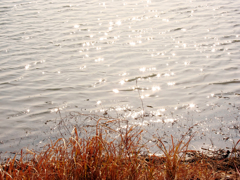 《郊外2011- 醉 影 月 华》 (7)