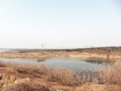 《郊外2011- 醉 影 月 华》 (2)