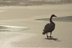 大沼に白鳥飛来