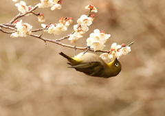 花とダンゴ