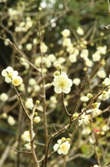 今年は三週間遅れの開花