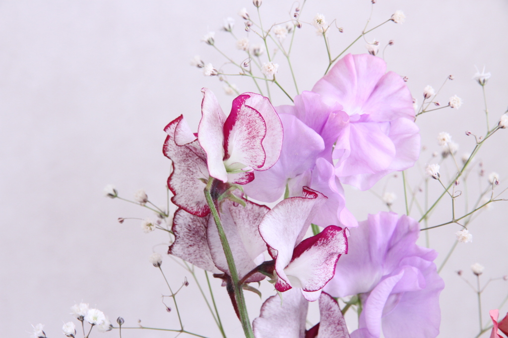 スィートピーリップルショコラ