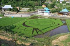 カープ田んぼ2011