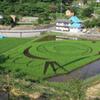 カープ田んぼ2011