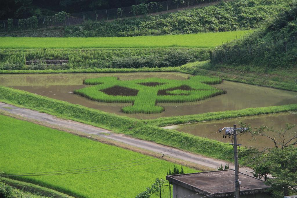 ジャイアンツ田んぼ2011