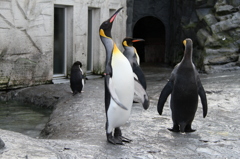 ペンギン