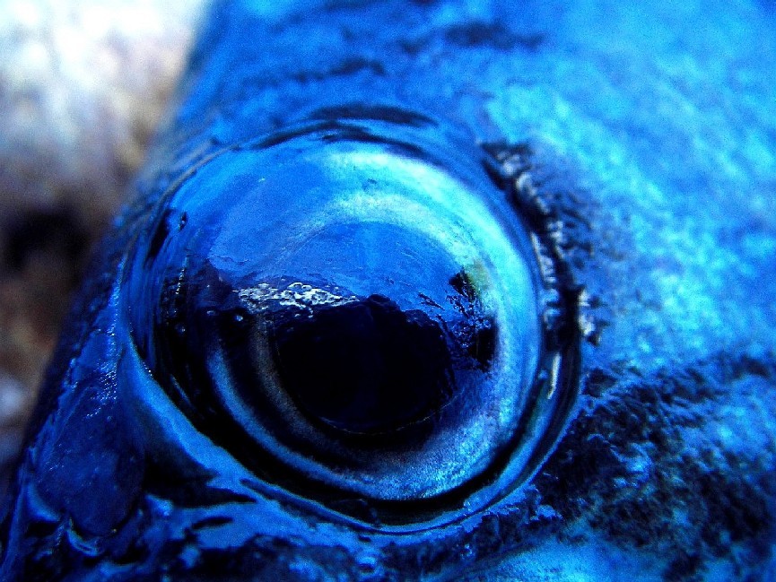 eye