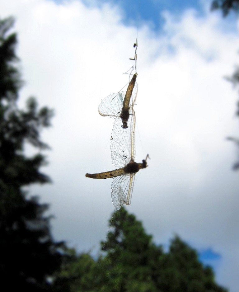 mayfly