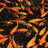 淡水魚