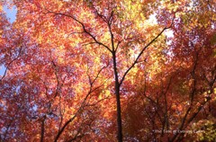20111207