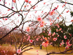 ふわり