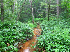 上高地 【2011/08】
