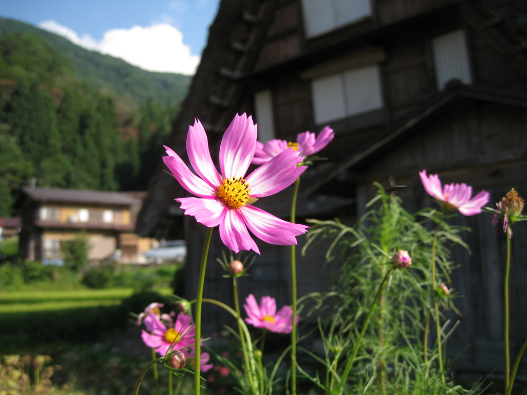 白川郷 【2010/08】