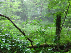 上高地 【2011/08】