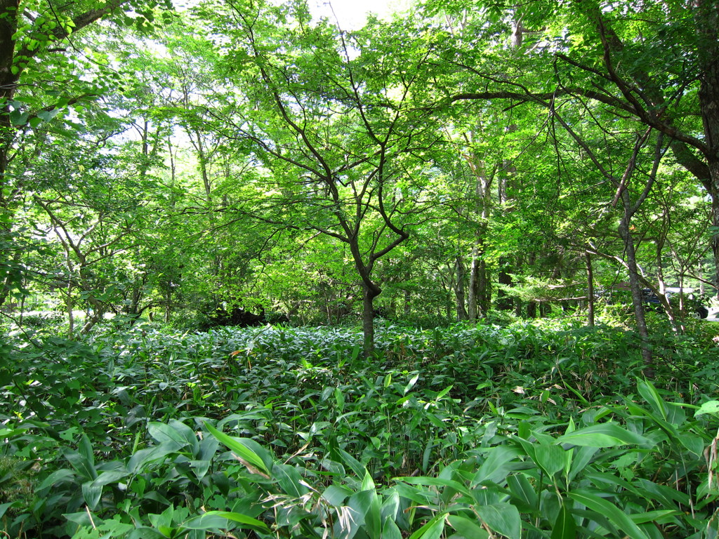 上高地 【2011/08】