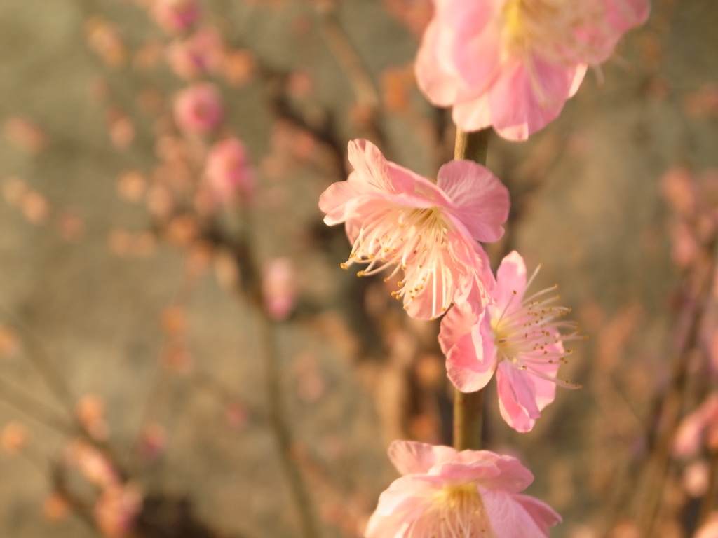 待ち遠しい梅の花