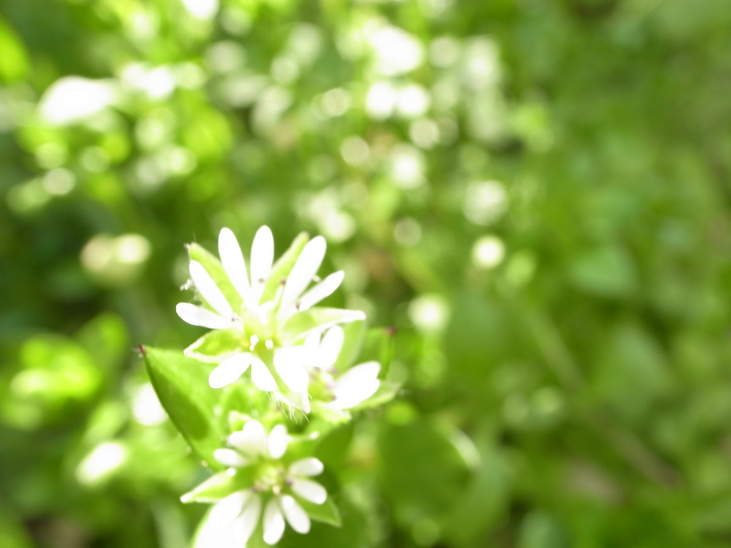 可憐に咲く花2