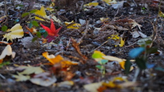 紅一点！