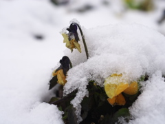 雪に負けるなぁ！