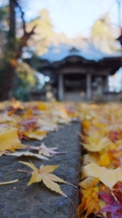 落ち葉が…　