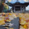 落ち葉が…　