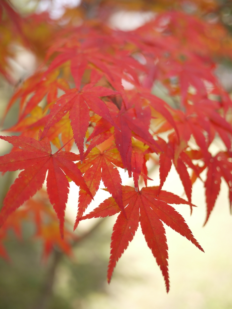 紅葉