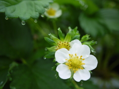 いちごの花