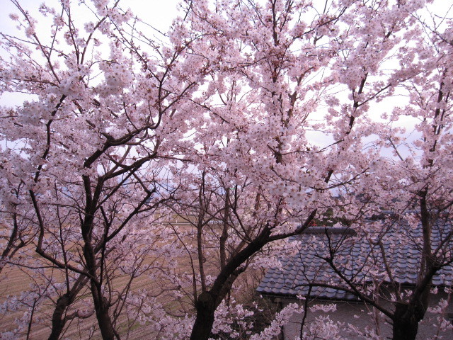 窓から眺めた桜
