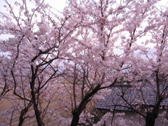 窓から眺めた桜