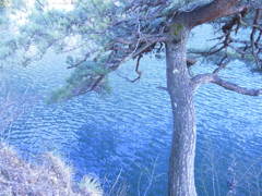 水辺の松