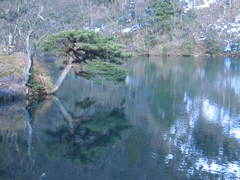 水辺の松