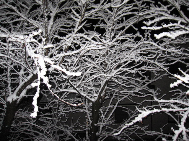 雪化粧