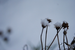 雪ニモ負ケズ
