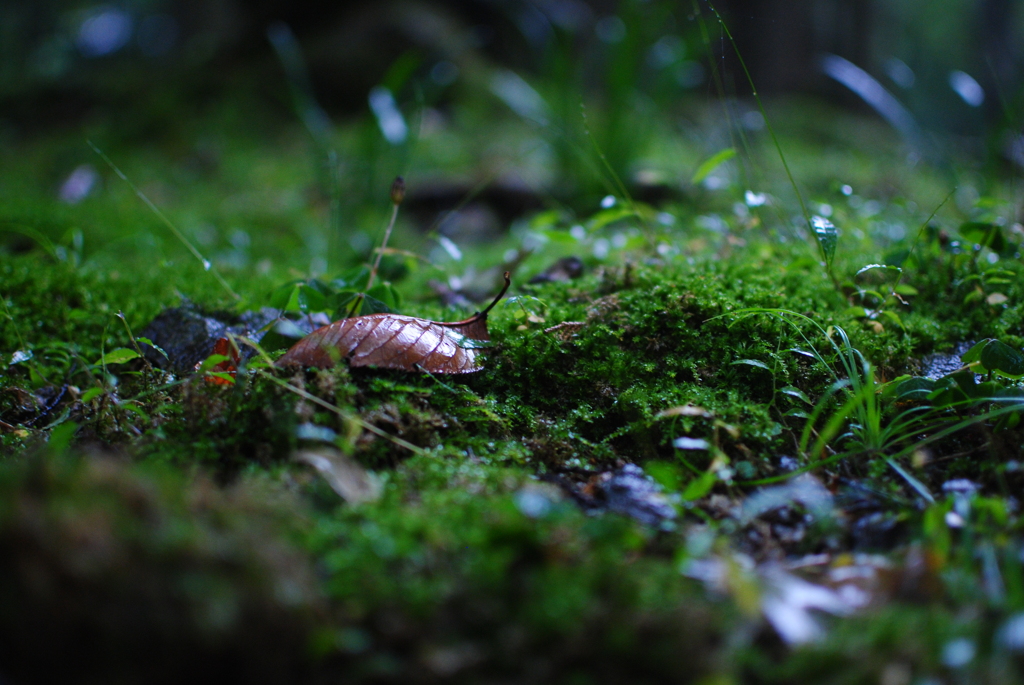 苔むす