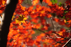 紅葉の上の秋