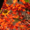 紅葉の上の秋