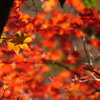 紅葉の上の秋