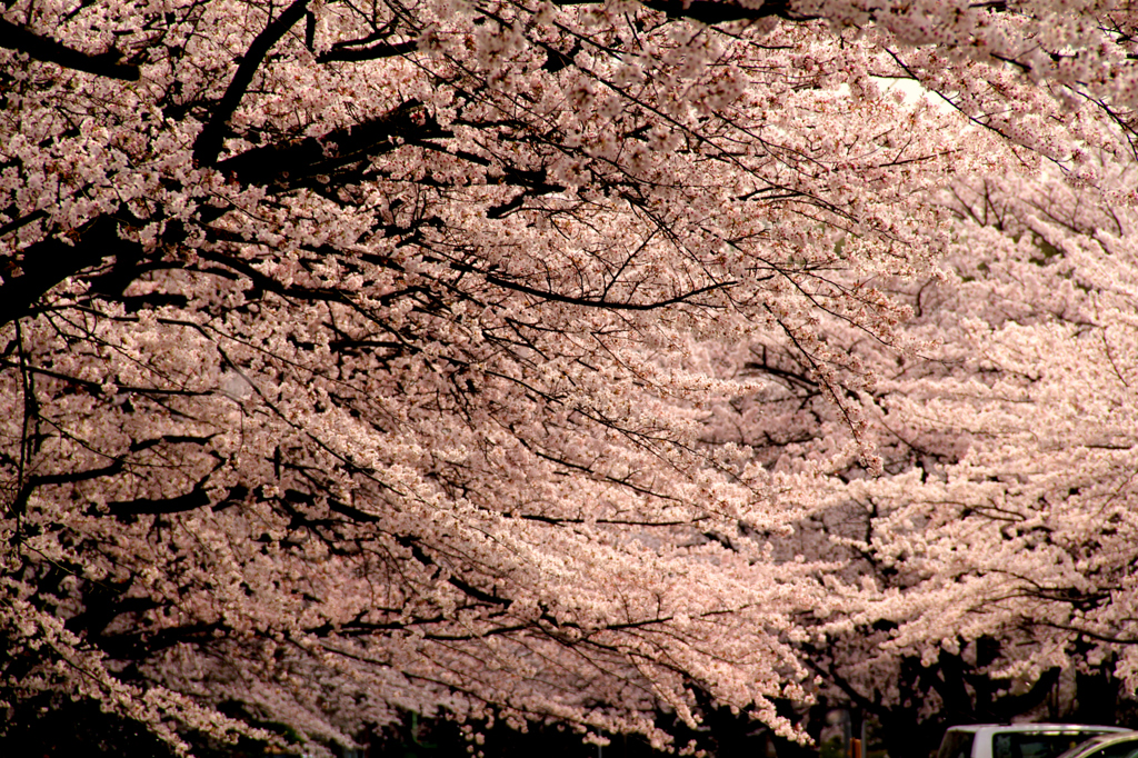 春、まだかな。