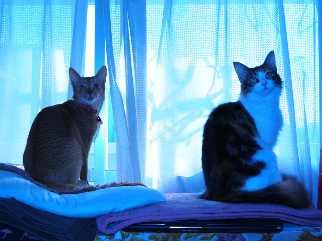 猫と青