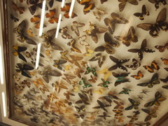 蝶の標本