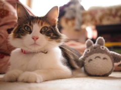 トトロと猫