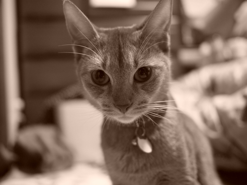 うちの猫