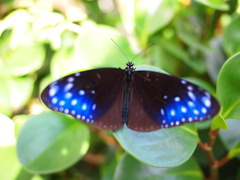 ツマムラサキマダラ