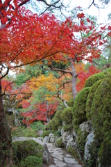 滋賀県東近江市紅葉２０１１ 021