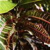 草